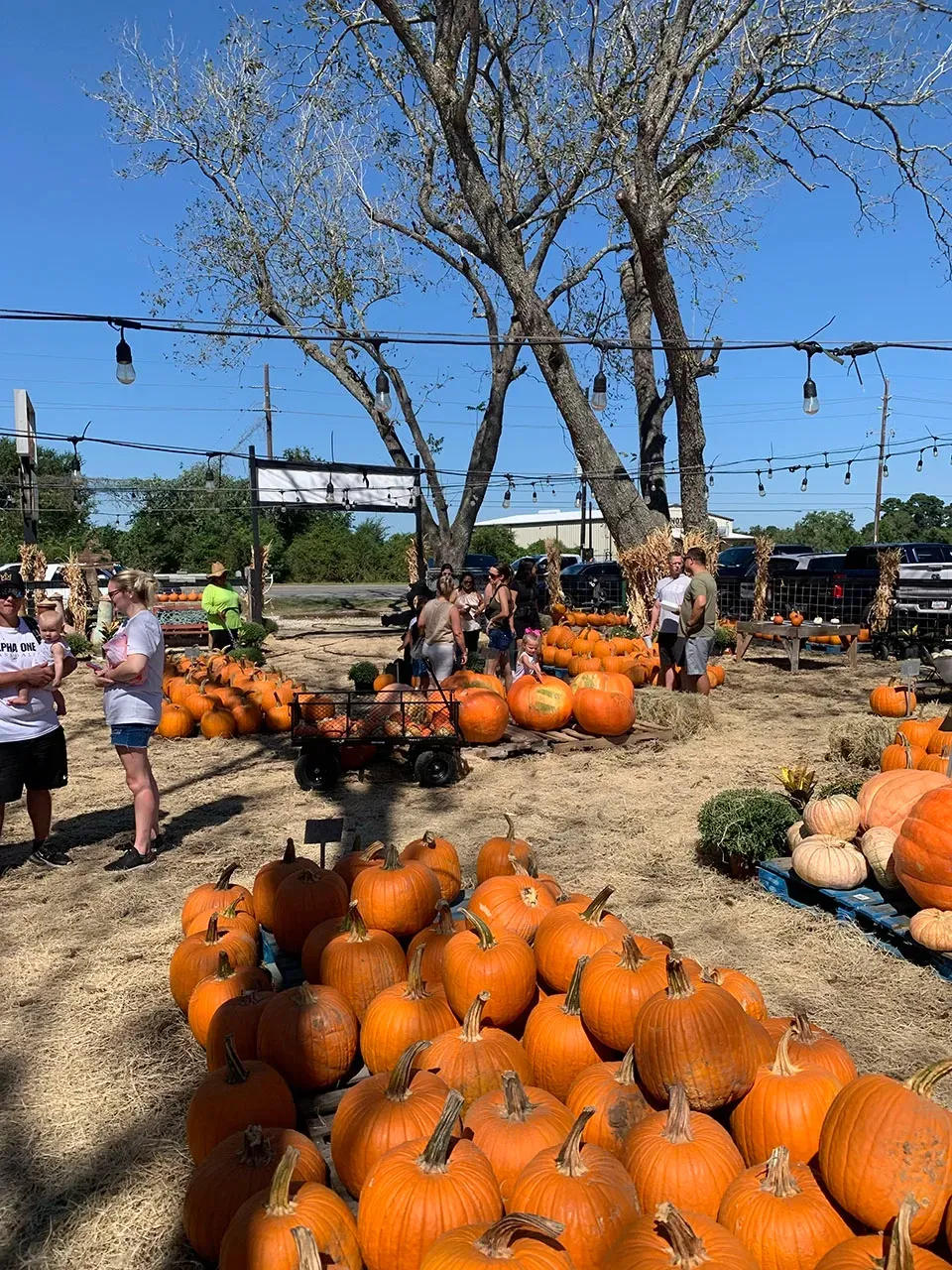 Pumpkin patch with piles of orange pumpkins, people browsing, and leafless trees under a blue sky