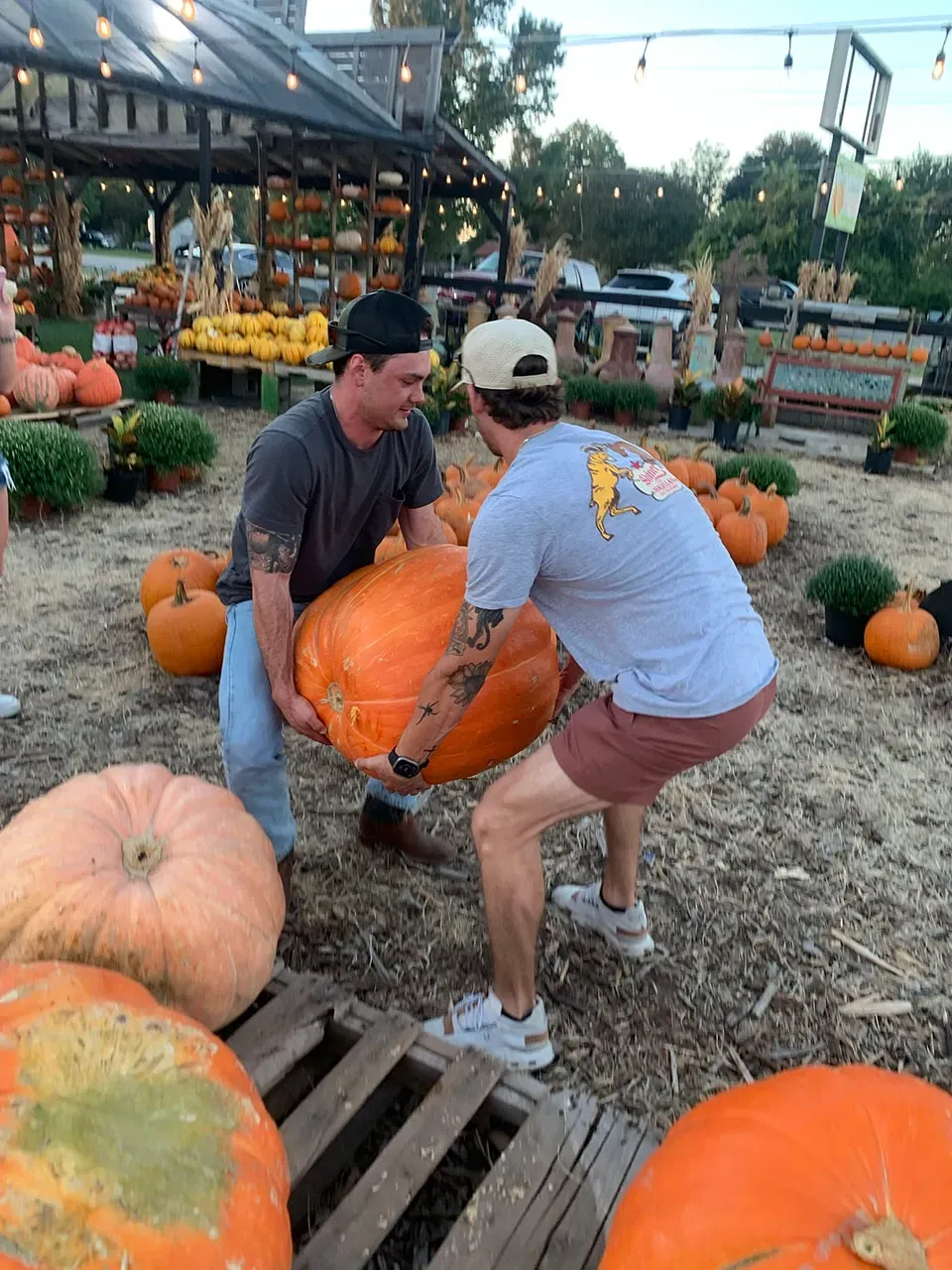 Two people lifting a giant orange pumpkin in a pumpkin patch with many pumpkins around them