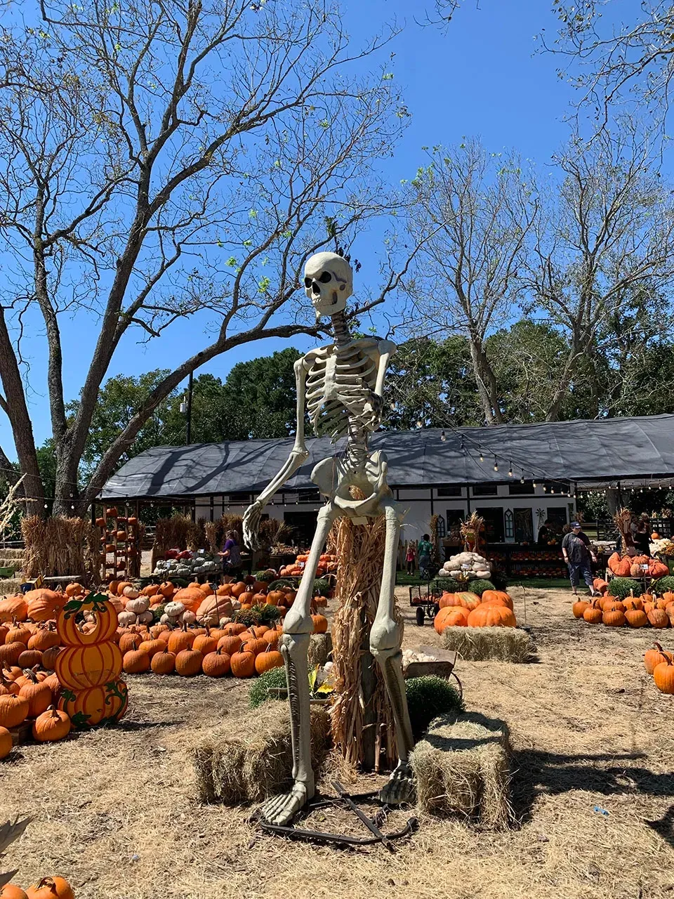 Skeleton figure in a pumpkin patch with pumpkins and a barn under a clear blue sky