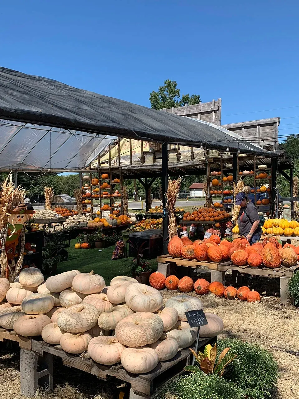 Outdoor pumpkin and gourd market stall with piles of squash under a greenhouse roof