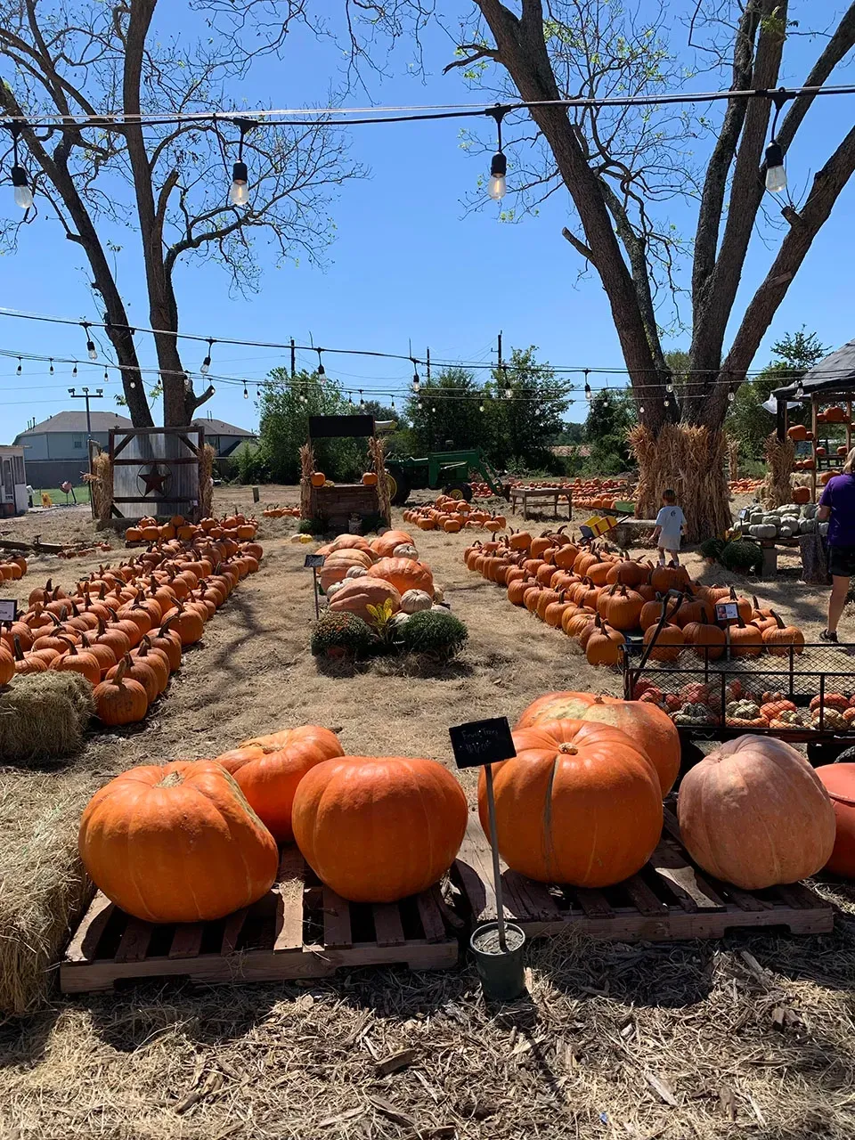 Pumpkin patch with rows of orange pumpkins under bare trees on a sunny day
