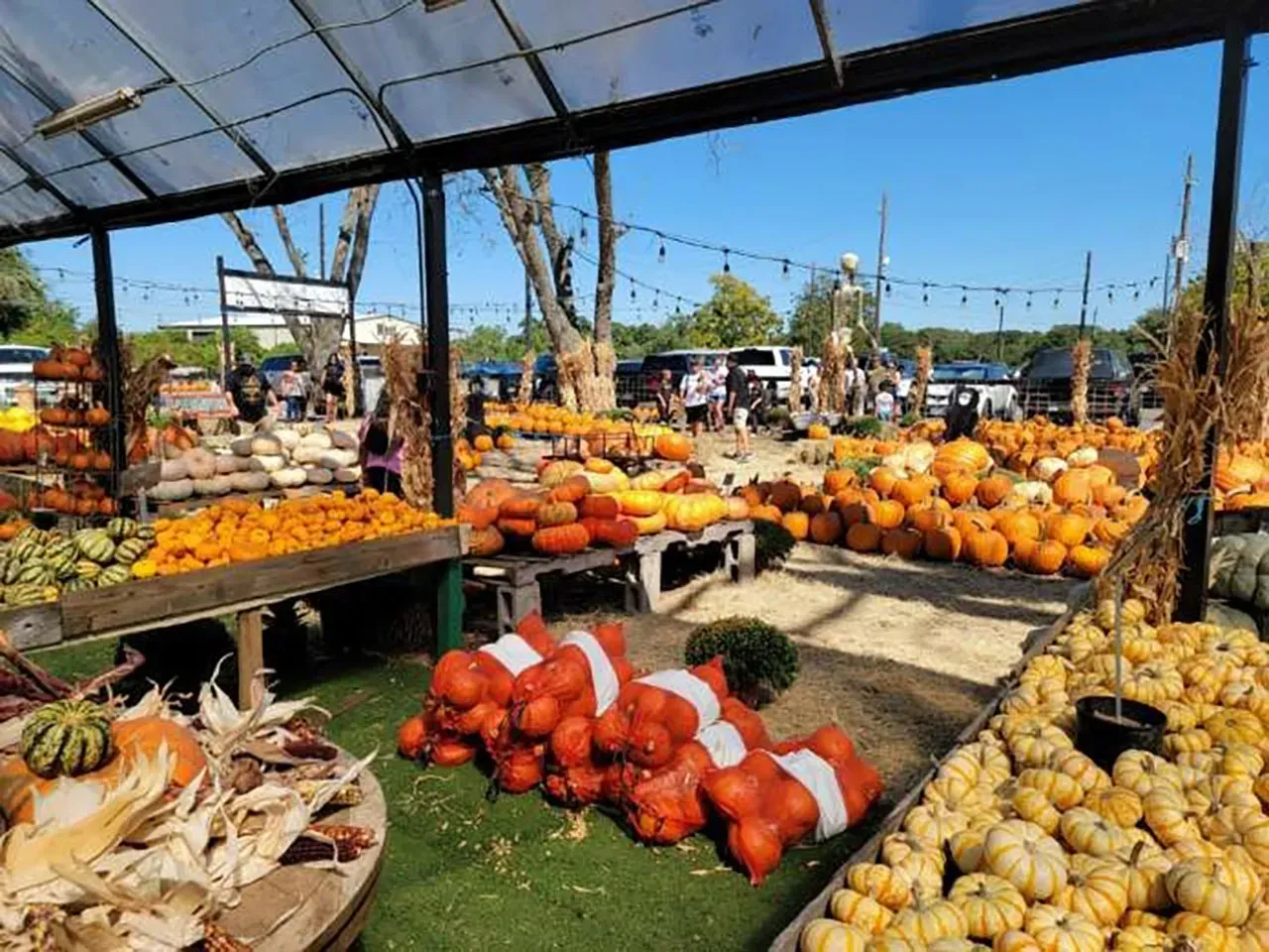 Outdoor market stall with piles of pumpkins and gourds under a canopy in bright sunlight