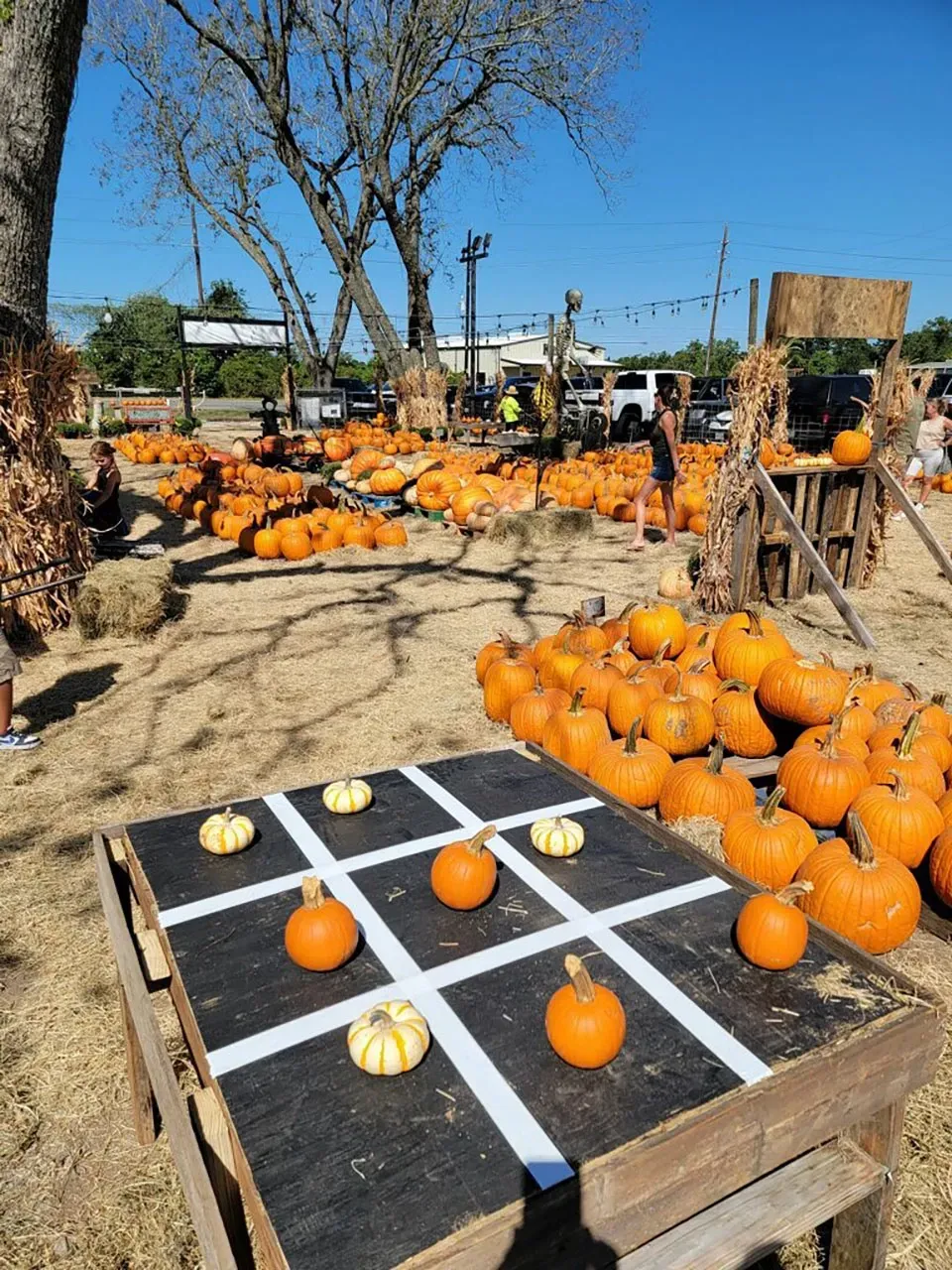 Pumpkin patch with orange pumpkins on display at a rustic outdoor farm stand under a blue sky