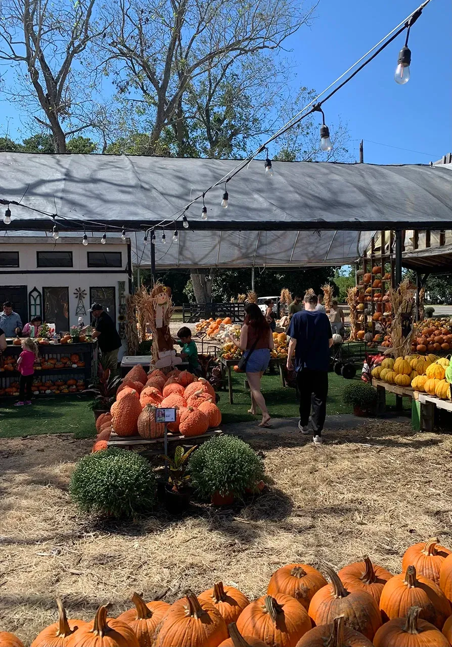 Outdoor pumpkin patch market with orange pumpkins, potted plants, and shoppers under a canopy
