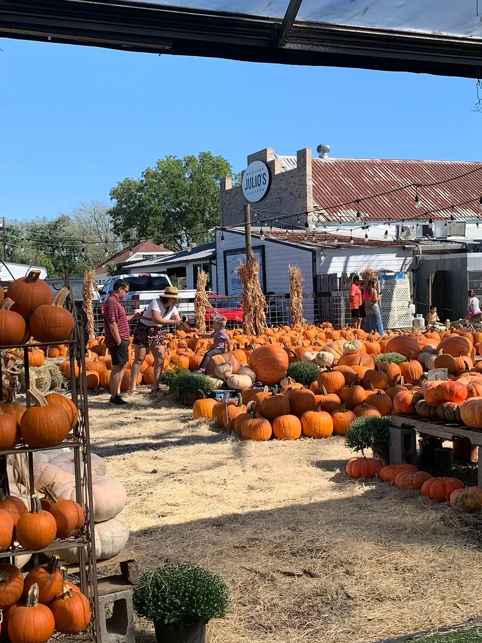 Outdoor pumpkin market with many orange pumpkins displayed under a blue sky