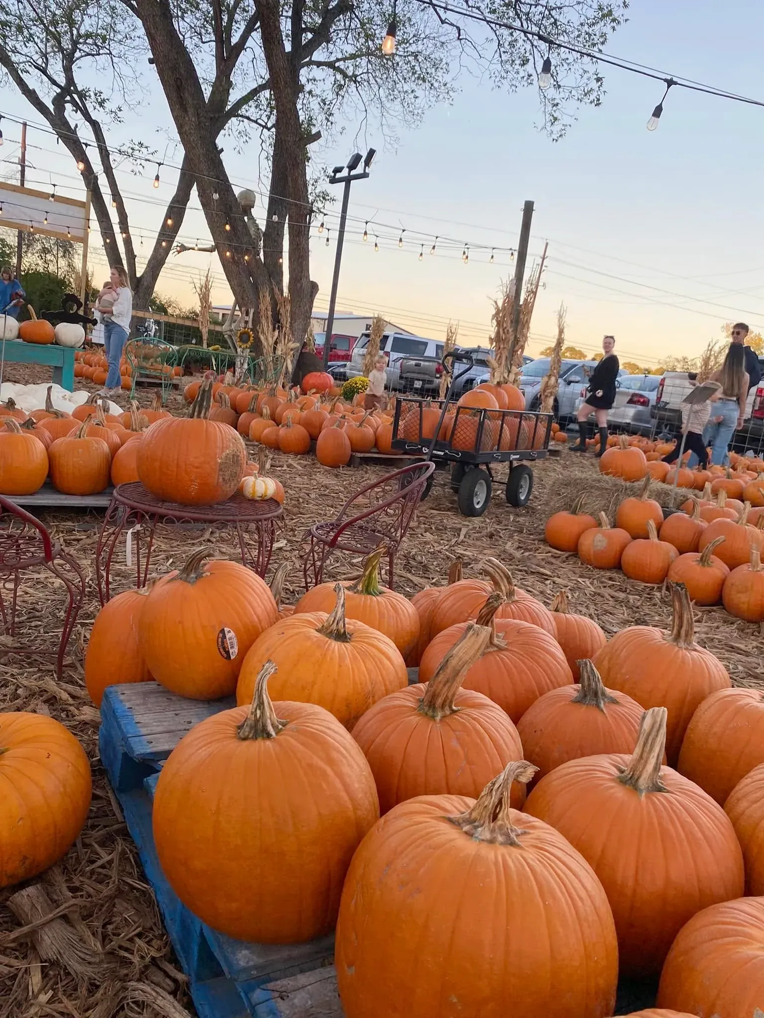 Pumpkin patch with orange pumpkins on hay bales at sunset under bare trees