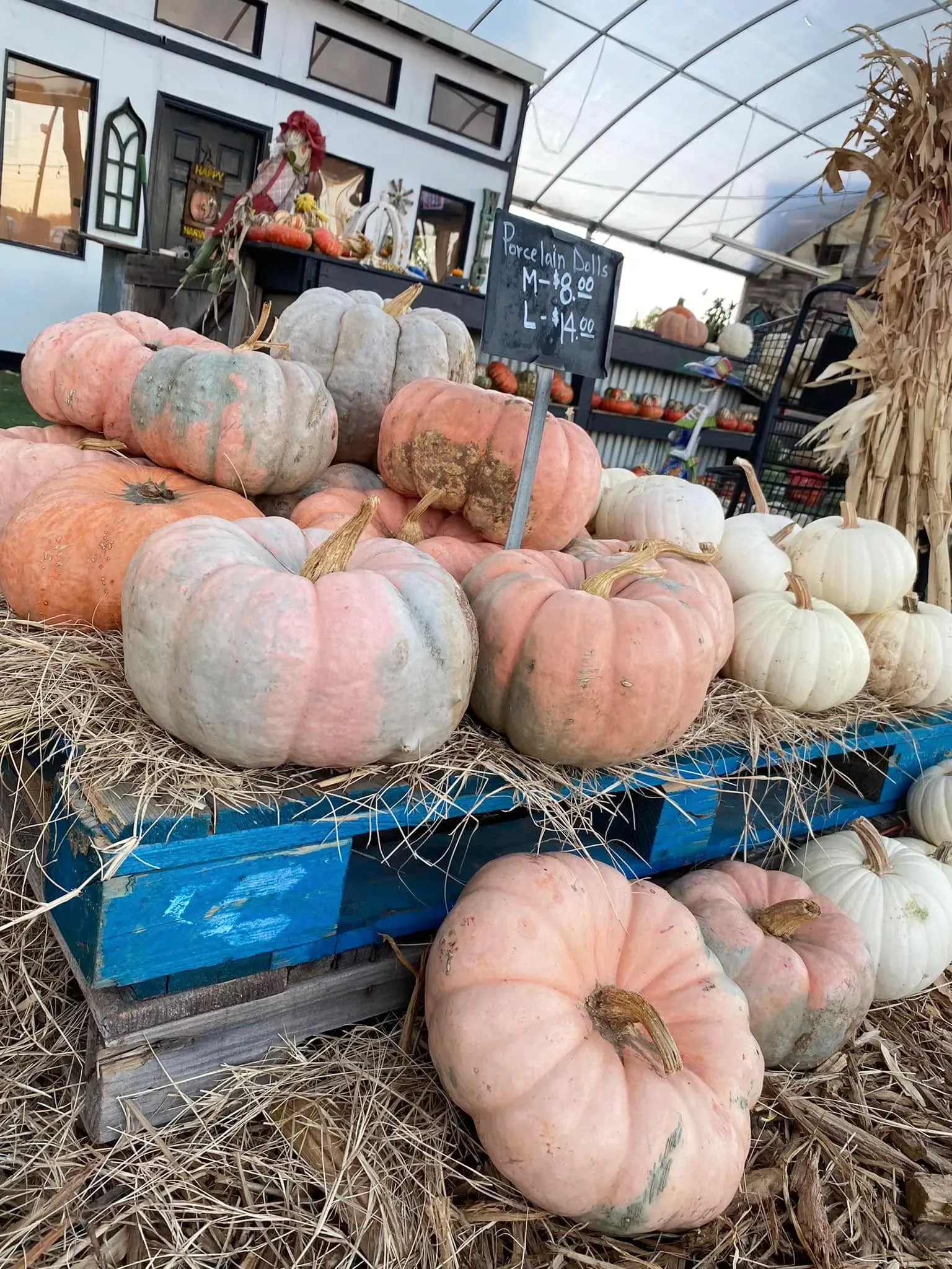 Pastel pumpkins piled on blue crates at a pumpkin display under a canopy