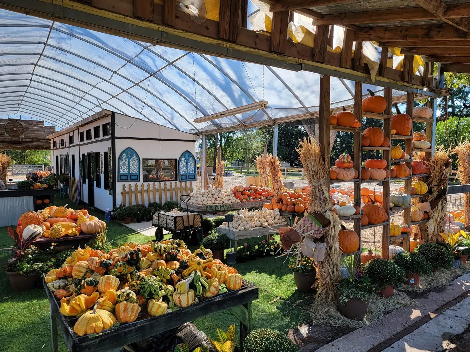 Flower and pumpkin display in a greenhouse market with hanging baskets and a small shop in back