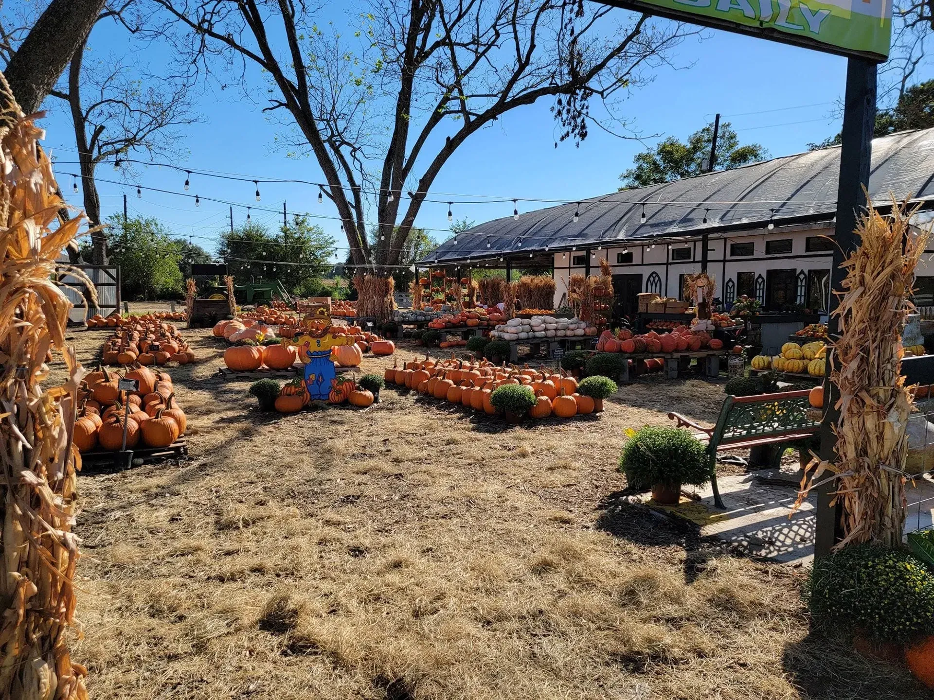 Pumpkin patch with rows of orange pumpkins under trees beside a rustic barn on a sunny day