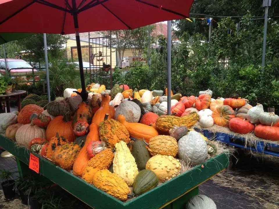 Market stall with colorful gourds and pumpkins under a red umbrella outdoors