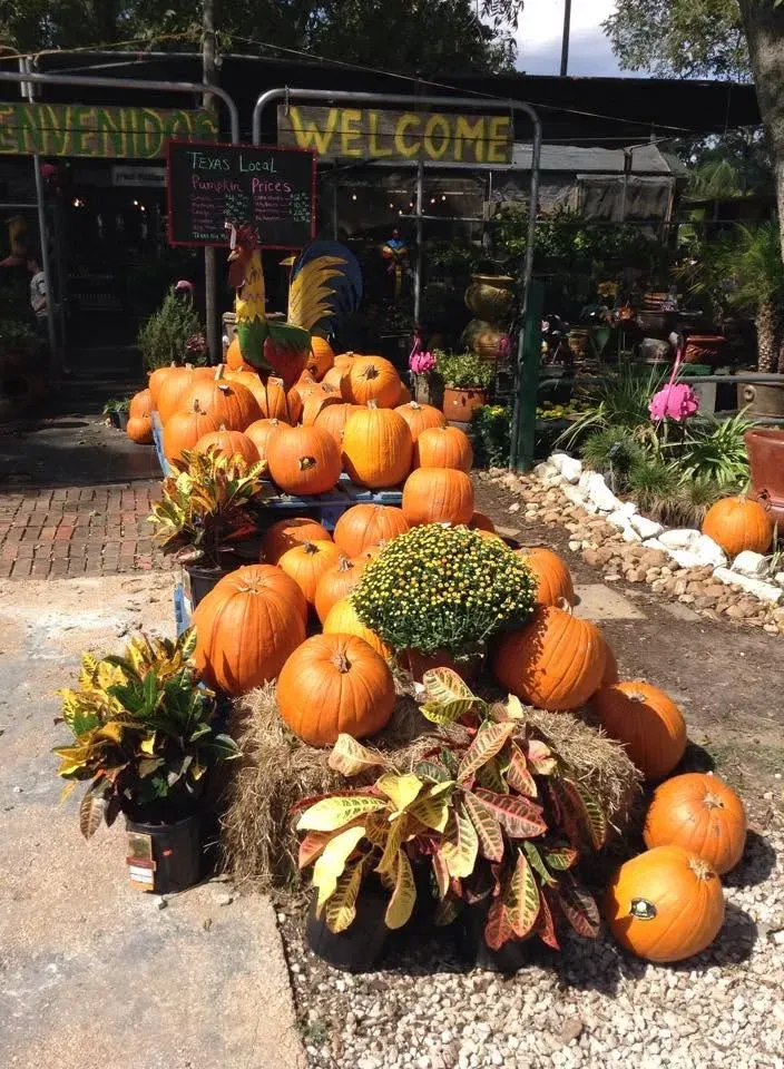 Autumn pumpkin display with potted flowers and a “WELCOME” sign outside a garden center