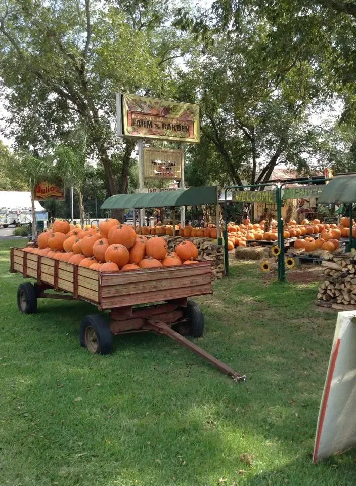Pumpkins piled on a wooden wagon in a pumpkin patch with trees and more pumpkins in the background