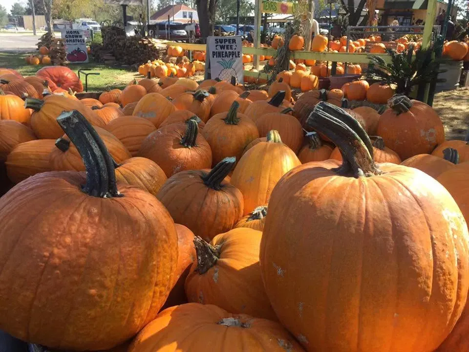 Pumpkins piled at an outdoor farm stand in autumn sunlight