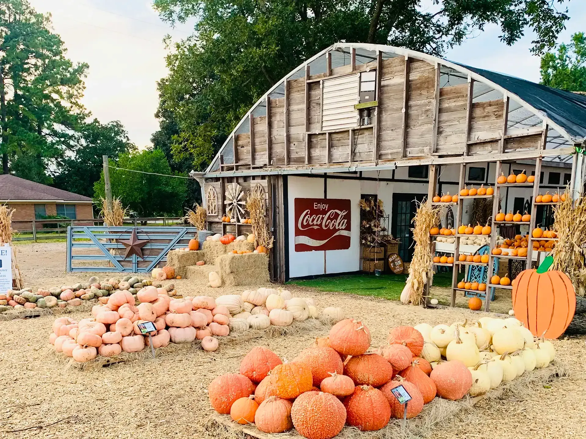 Pumpkin display outside a rustic barn, with stacked pumpkins and gourds in autumn colors