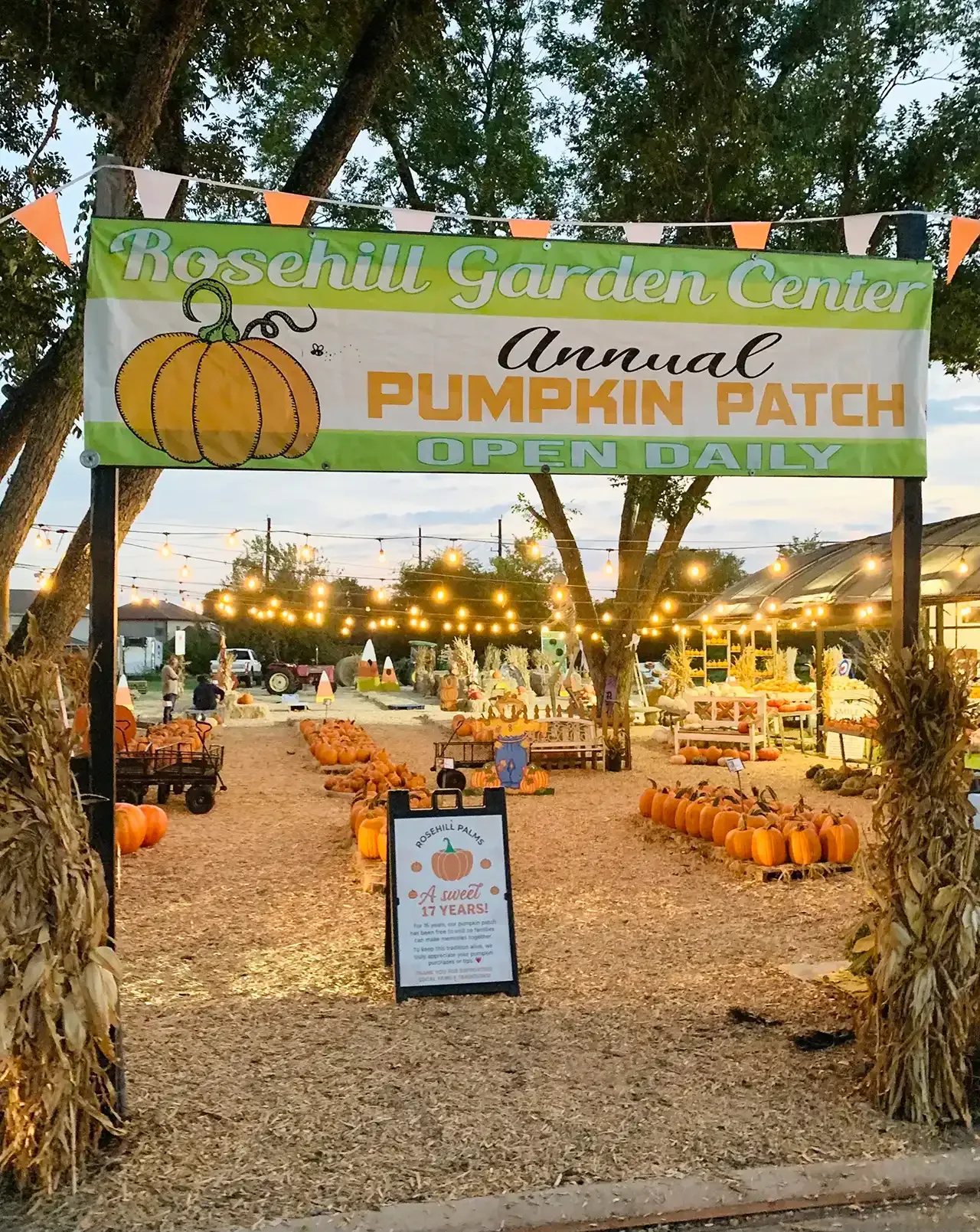 Pumpkin patch entrance at sunset with orange pumpkins, string lights, and a “Pumpkin Patch Open” sign