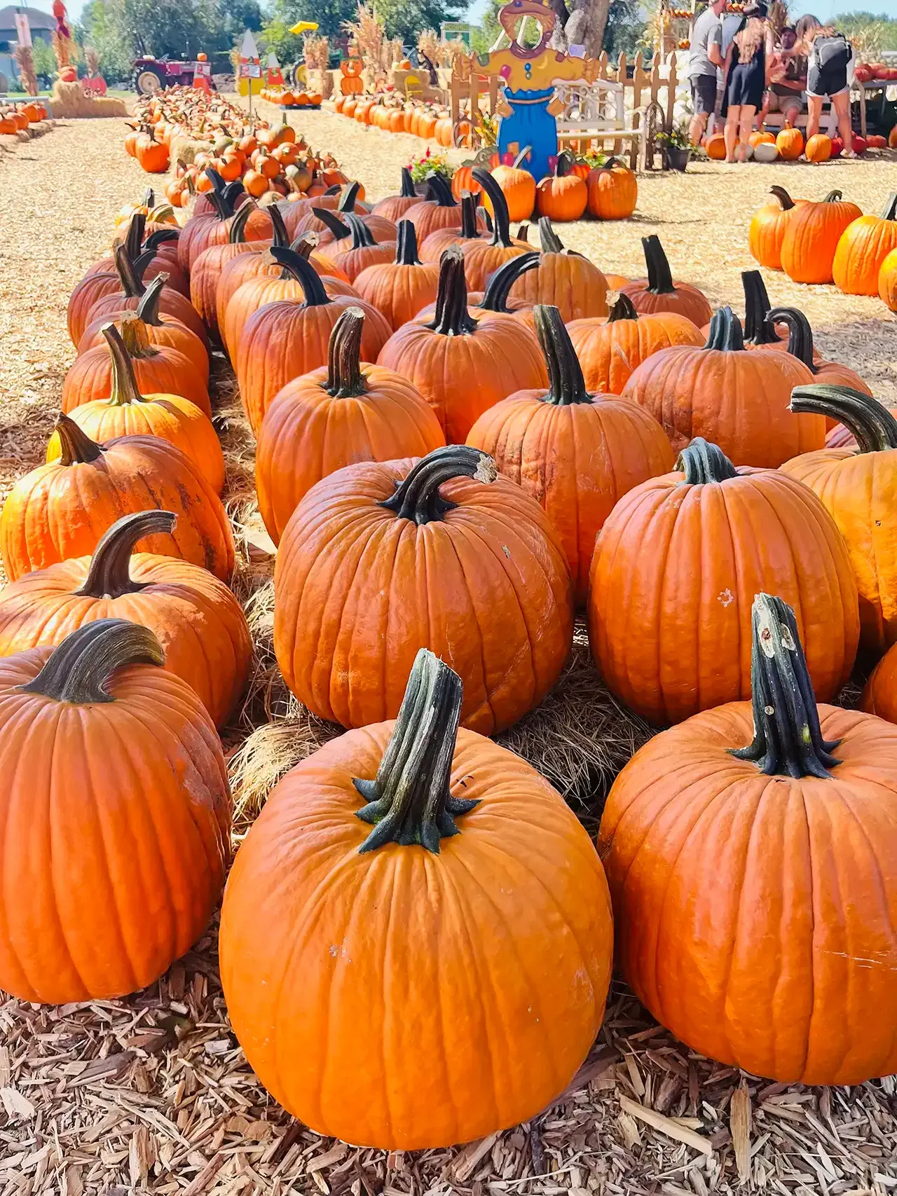 Rows of orange pumpkins at a fall farm market, with colorful autumn decorations in the background