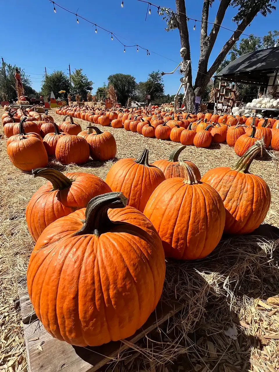 Pumpkins lined up on straw in a sunny pumpkin patch with trees and blue sky