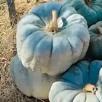 Pale blue pumpkins stacked on dry grass, with a small bird perched on the bottom right one