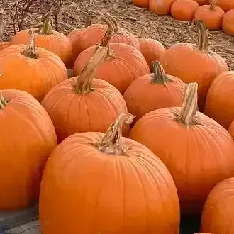Orange pumpkins piled together at a pumpkin patch