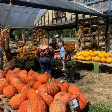 Outdoor pumpkin patch stand with orange pumpkins, mums, and a child near a wagon under shade tarps