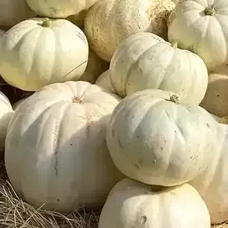 Pile of pale white pumpkins resting on straw outdoors
