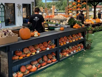 Pumpkins and gourds are displayed on market tables and shelves outdoors in a fall pumpkin patch.