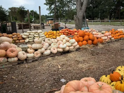 Pumpkins and gourds stacked in rows at an outdoor farm stand, including orange, white, and pale green varieties