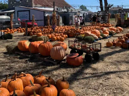 Pumpkins displayed at an outdoor farm stand on a sunny day