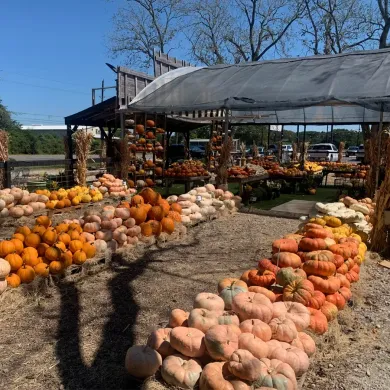 Outdoor pumpkin patch with rows of orange and pale pumpkins under a shaded market canopy