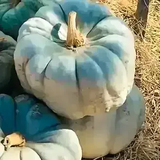 Pile of blue-gray pumpkins stacked on hay outdoors