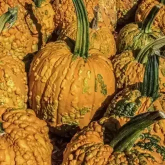 Pile of warty orange pumpkins with green stems