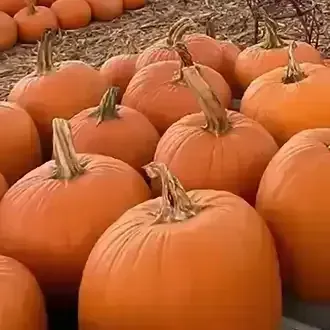 A pile of bright orange pumpkins with stems, stacked closely together in a field.