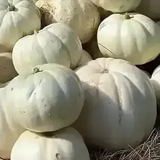 Pile of pale white pumpkins stacked together on dry straw