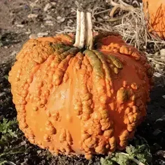 Orange bumpy pumpkin in a dirt patch with a stem, outdoors in daylight