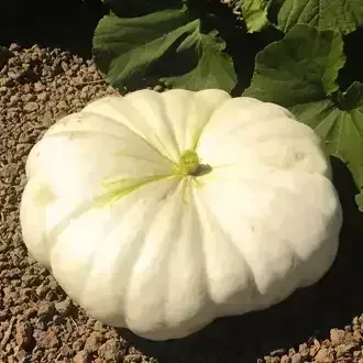 White pumpkin on gravel with green leaves nearby in sunlight