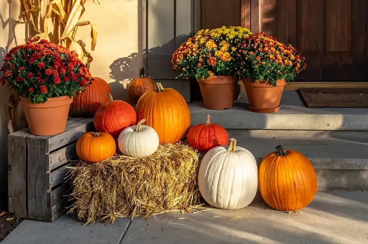 Autumn porch display with pumpkins, hay bale, and colorful potted mums in warm sunlight