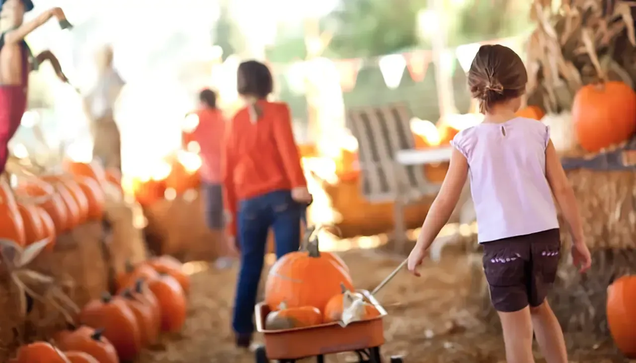 School Field Trips at the Pumpkin Patch: A Teacher's Planning Guide blog image