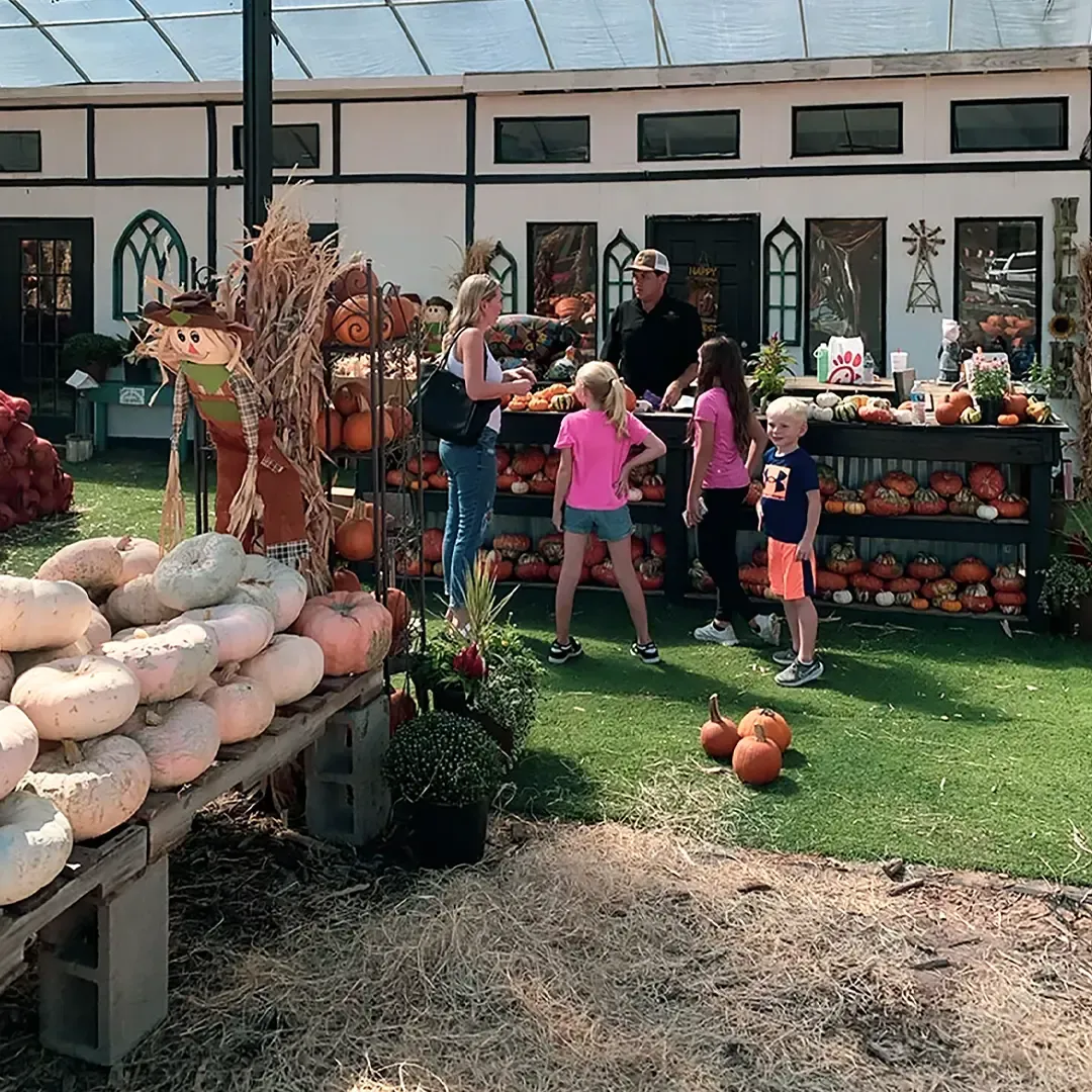 People browsing pumpkins and gourds at an outdoor farm stand on a sunny day