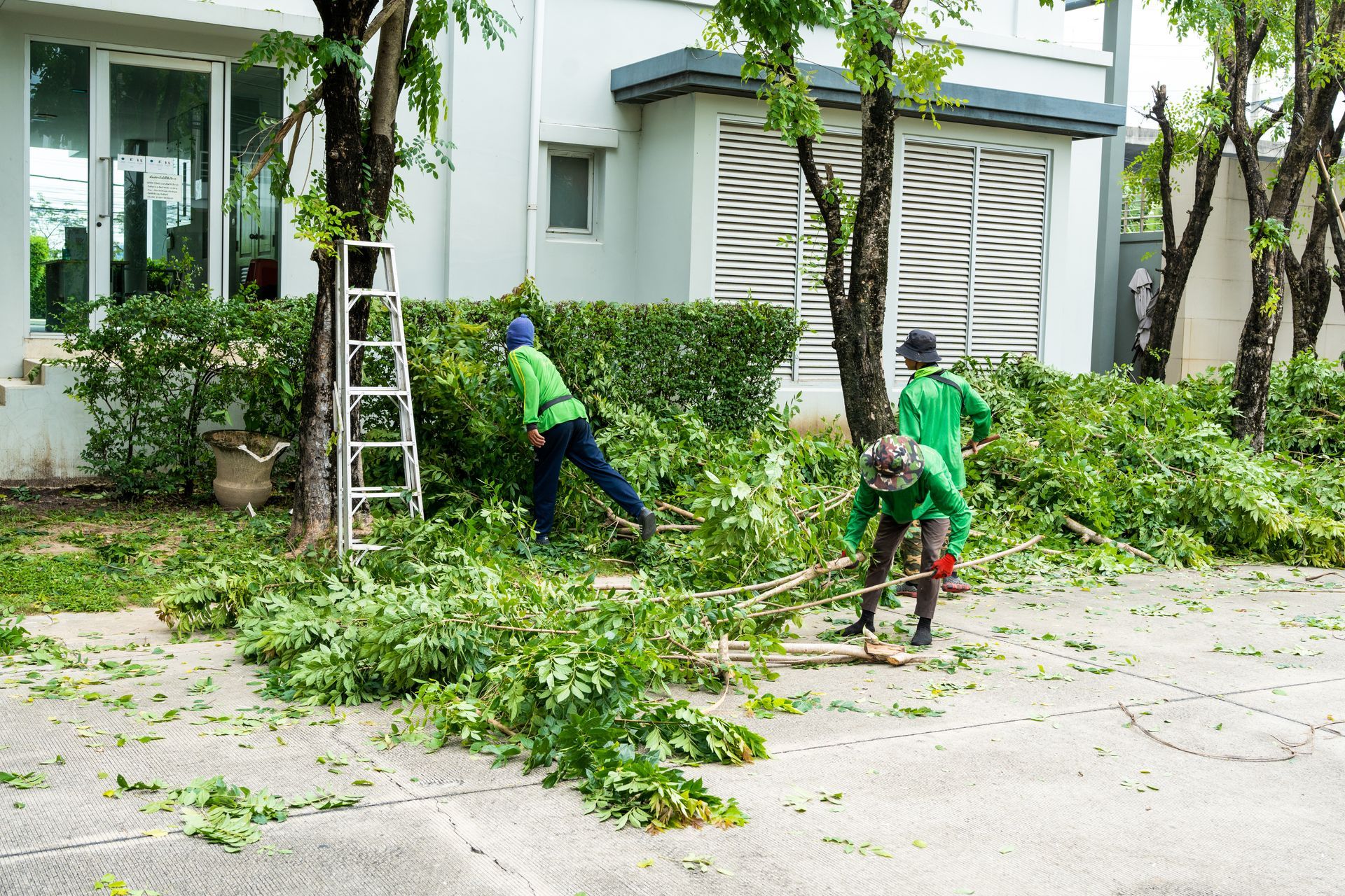 Workers in green uniforms trimming tree branches beside a building, with ladders and scattered cuttings