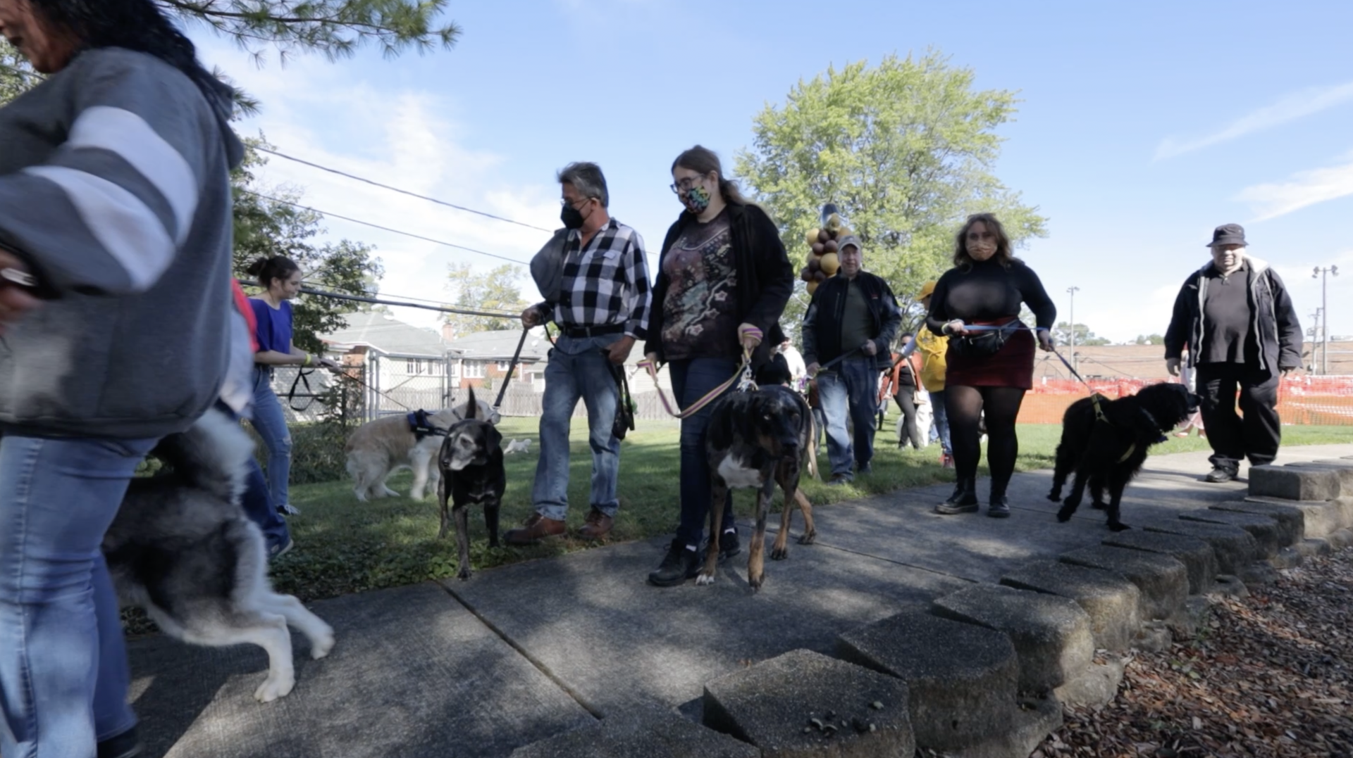 A group of people are walking their dogs on leashes