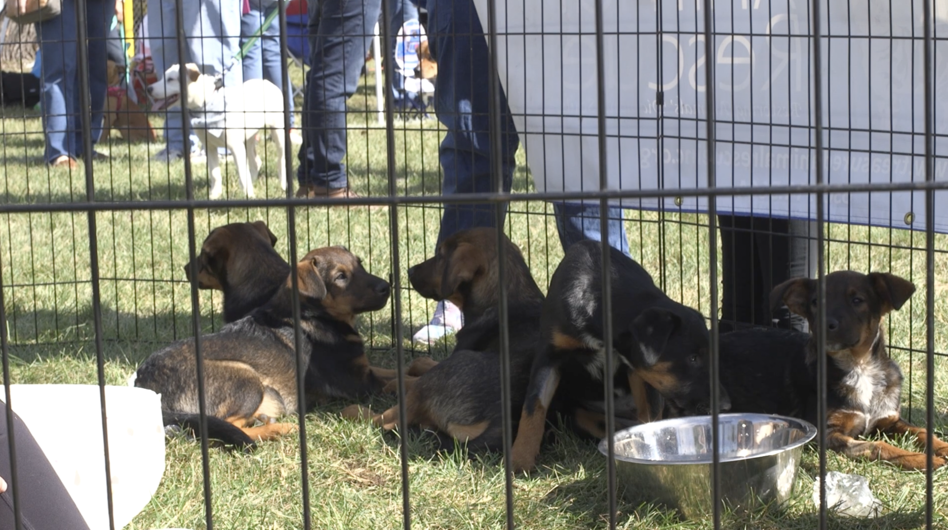 A group of dogs in a cage with a bowl of food