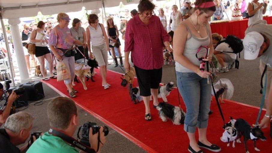 A group of people walking dogs on a red carpet