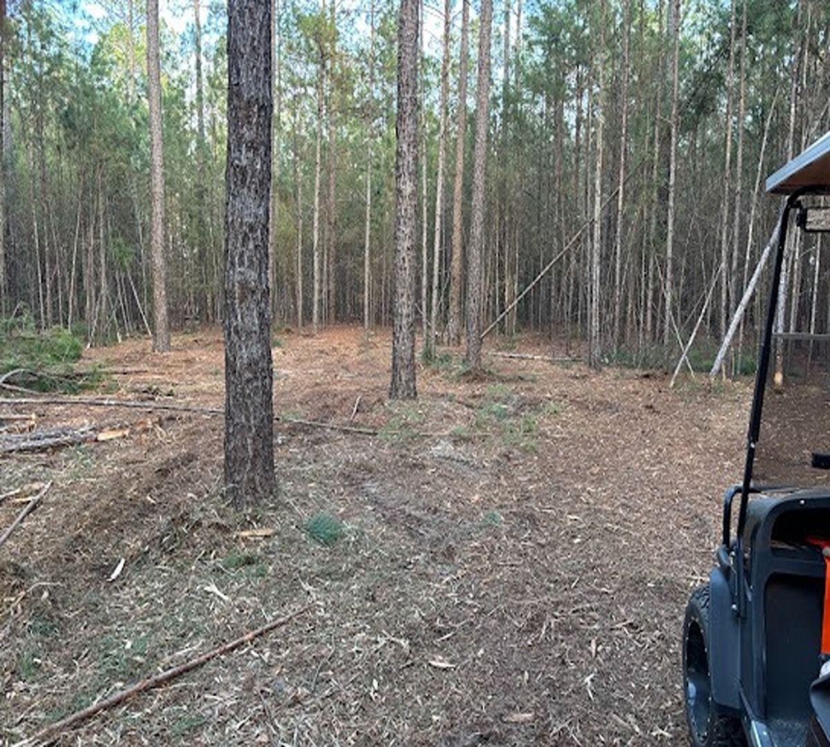 Sparse pine forest clearing with tree stumps and an off-road vehicle partly visible on the right