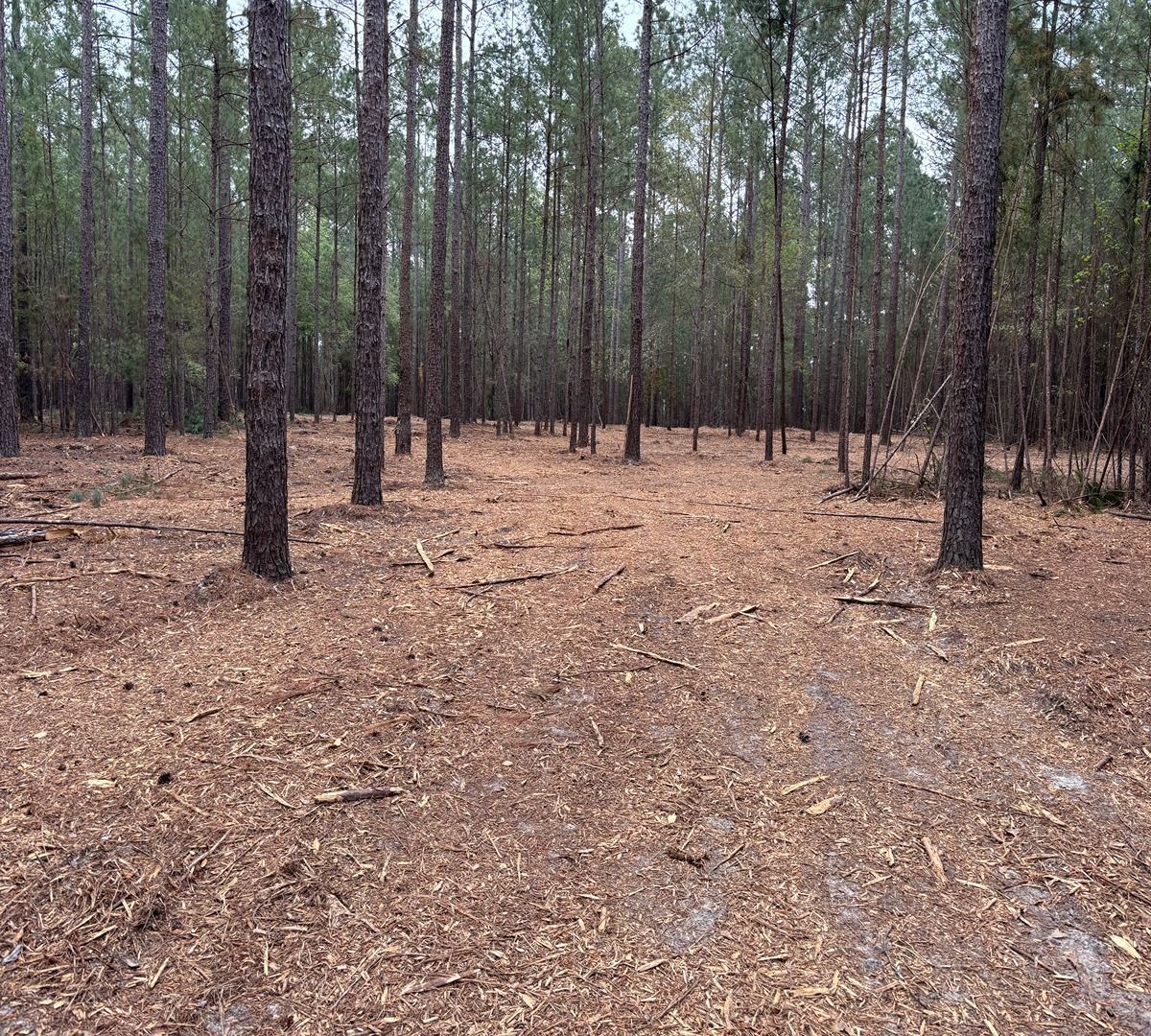 Pine forest with a leaf-covered dirt path running through tall trees