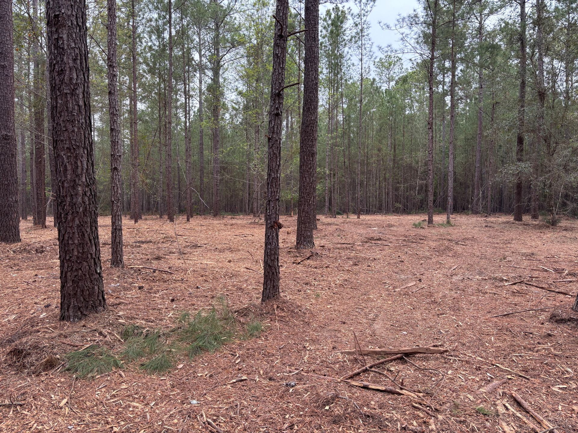 Sparse pine forest with tall trees and a ground covered in dry leaves and pine needles.