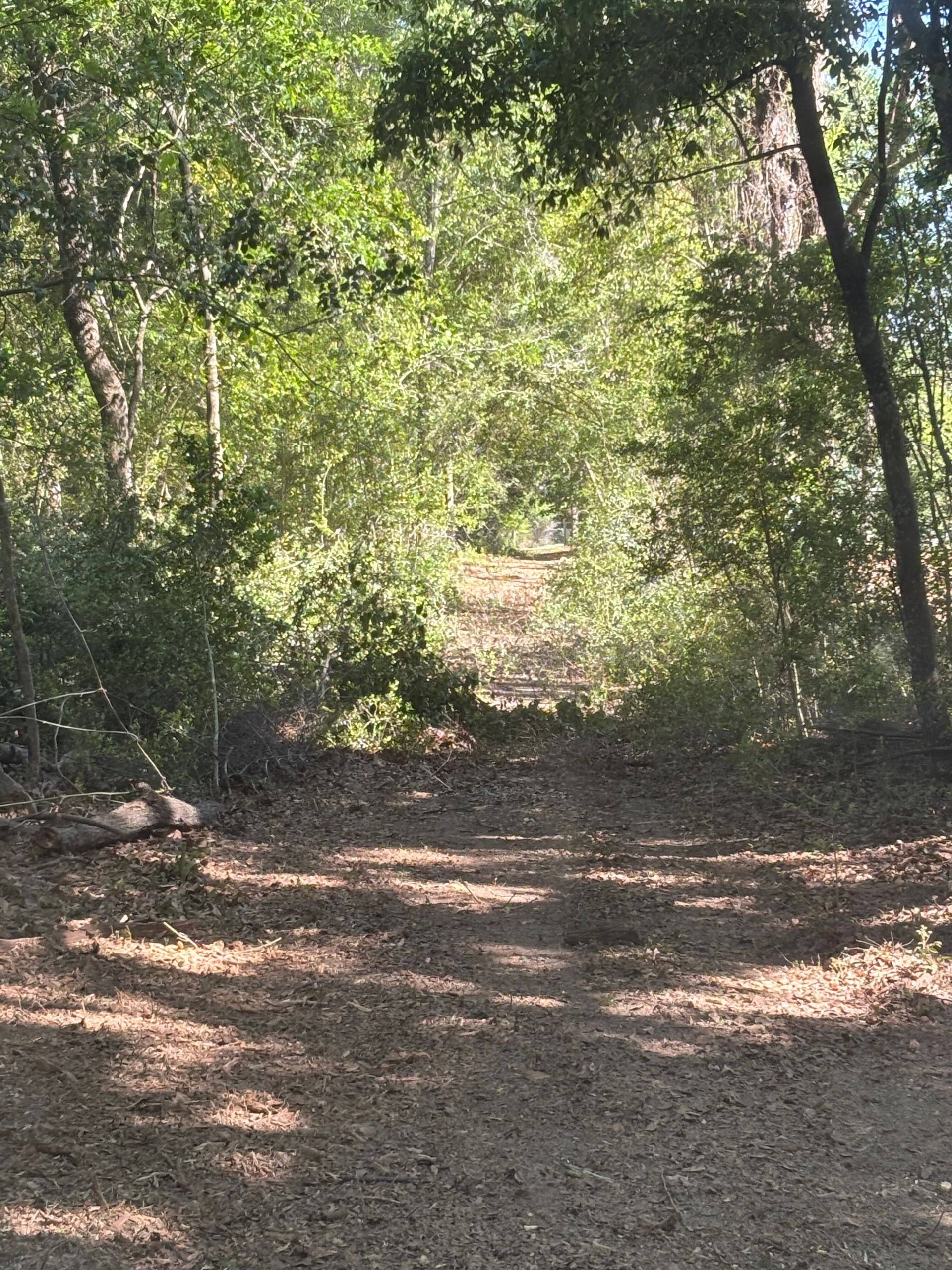 Wooded dirt path under green trees with sunlight filtering through the canopy