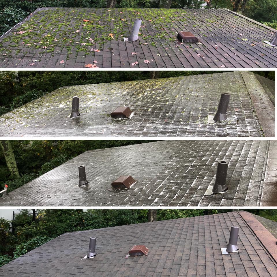 ROOF MOSS