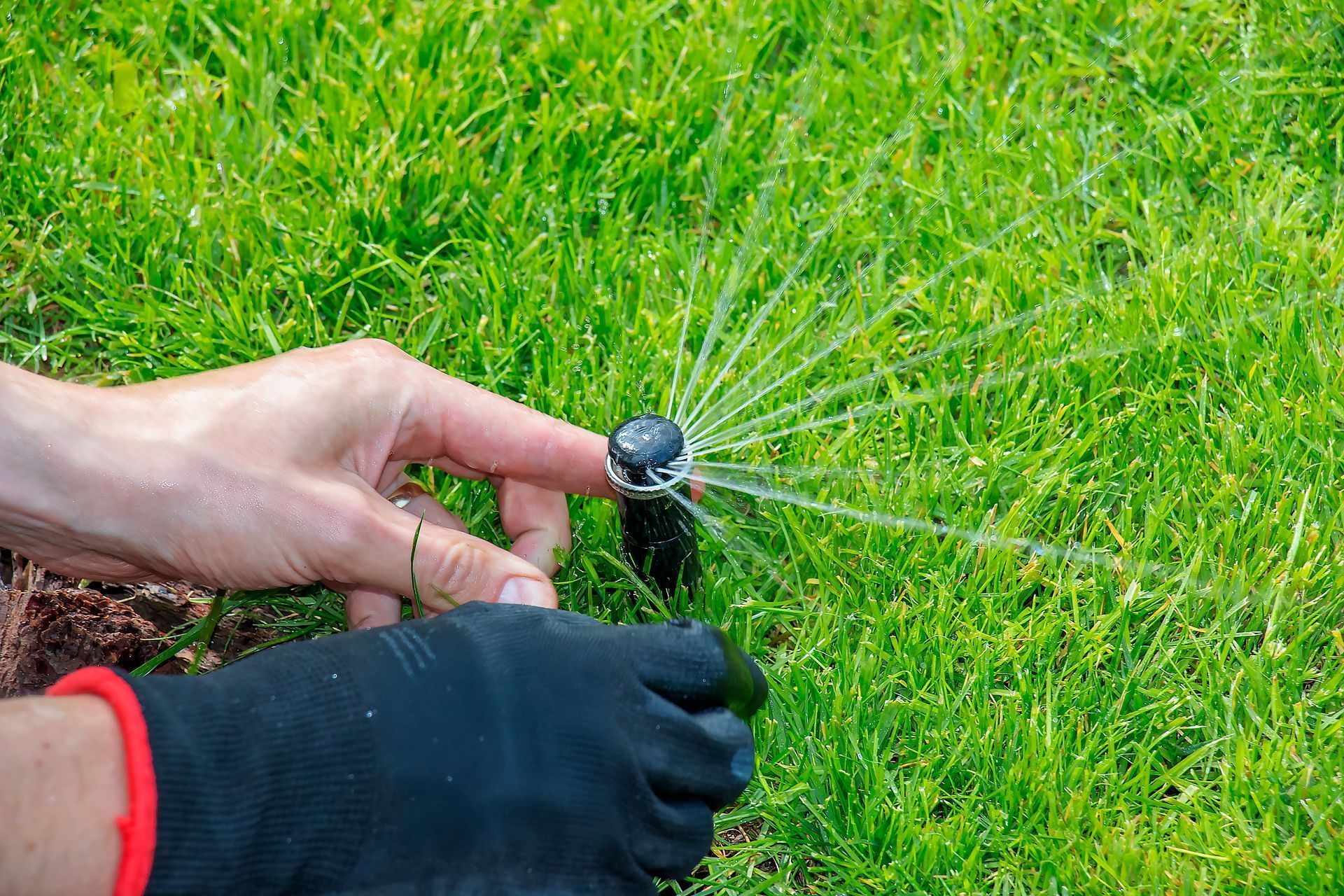 Hands adjusting a garden sprinkler spraying water over green grass