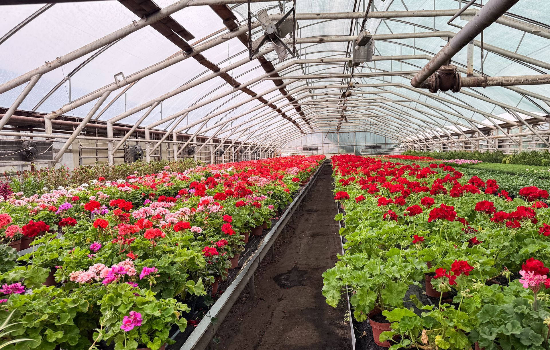 Greenhouse filled with rows of blooming red and pink flowering plants