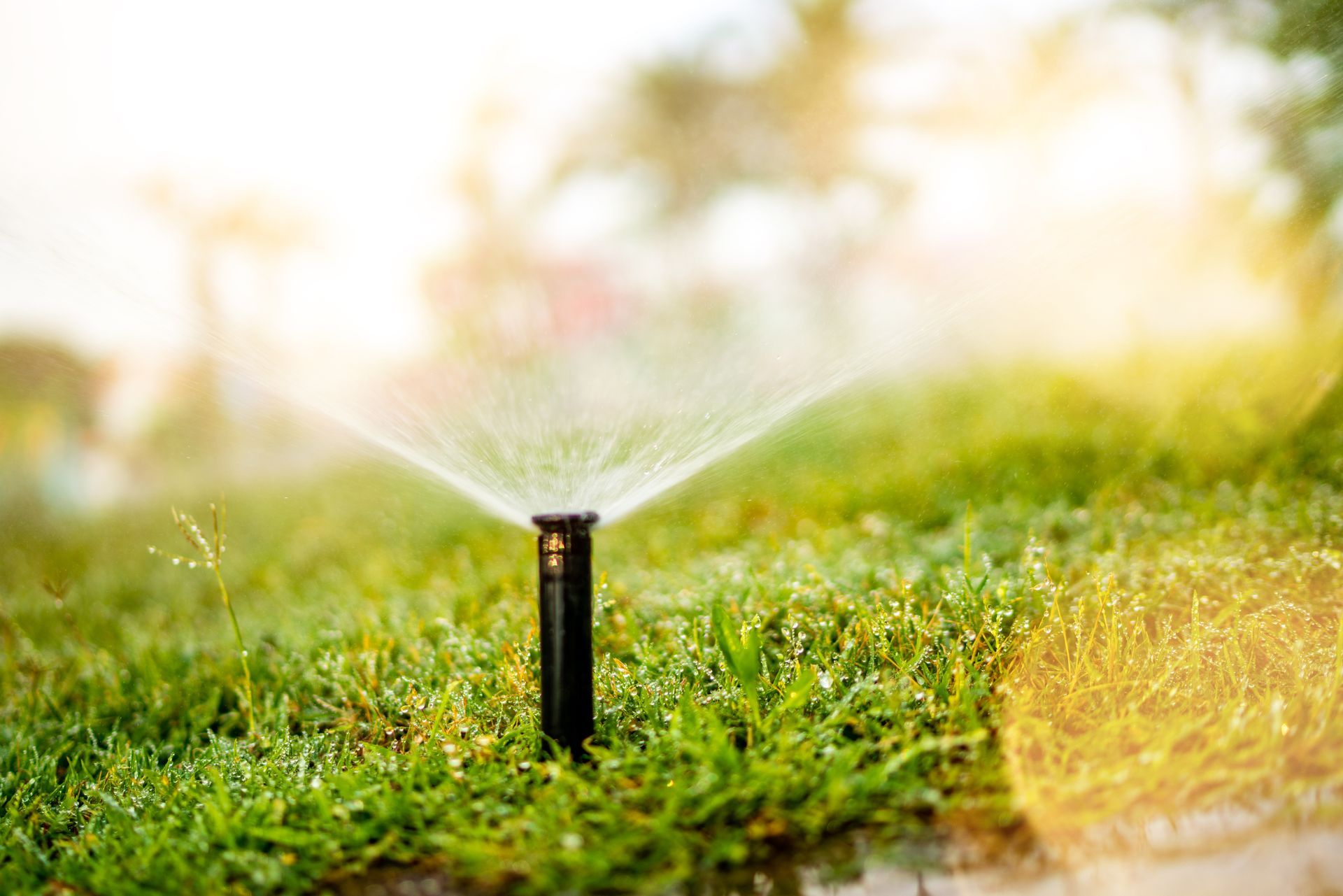 Pop-up lawn sprinkler watering green grass in sunlight